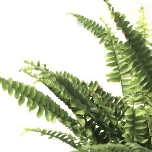 Nephrolepis exaltata 'Green Lady'