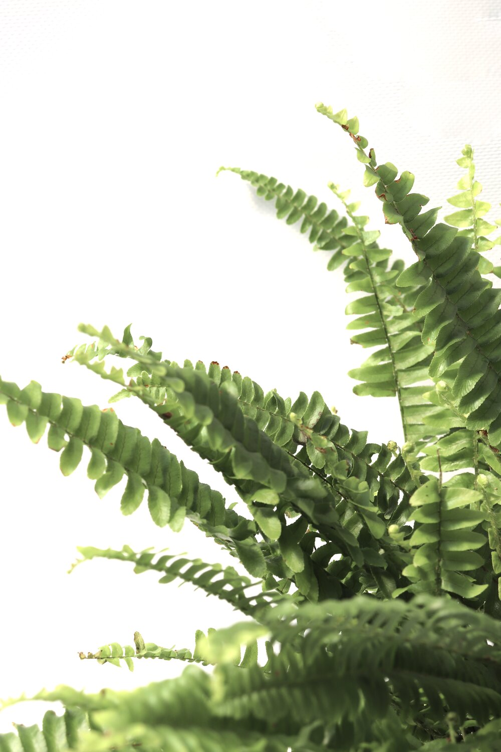Nephrolepis exaltata 'Green Lady'