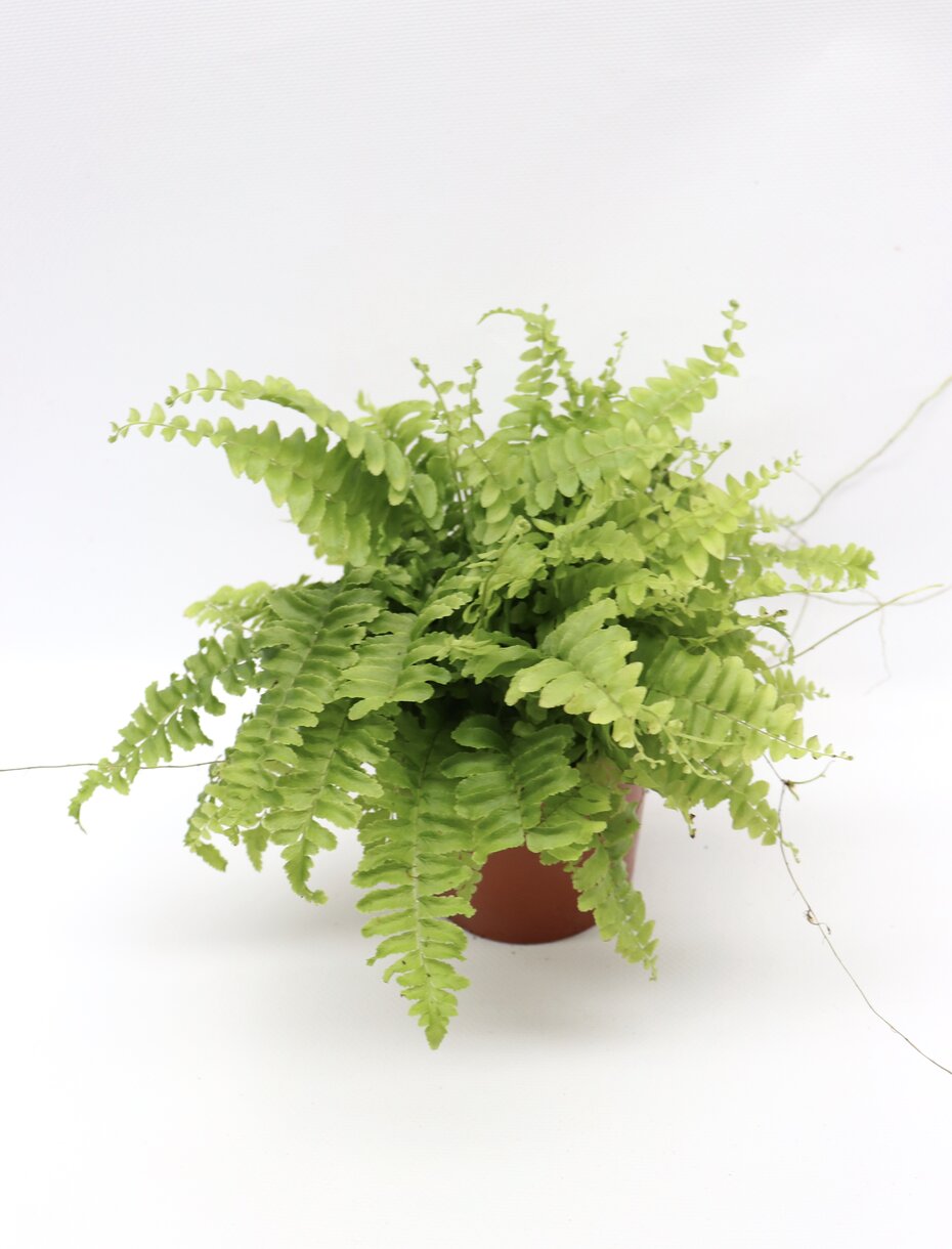 Nephrolepis exaltata 'Boston' - Image 2