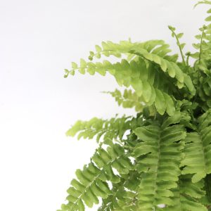 Nephrolepis exaltata 'Boston'