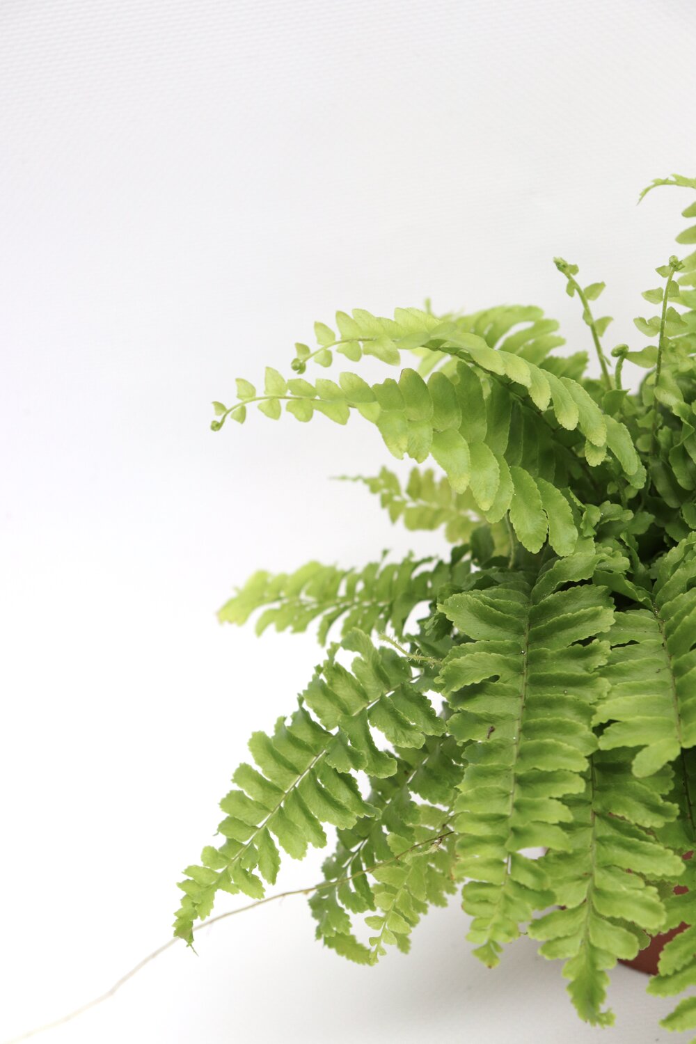 Nephrolepis exaltata 'Boston'