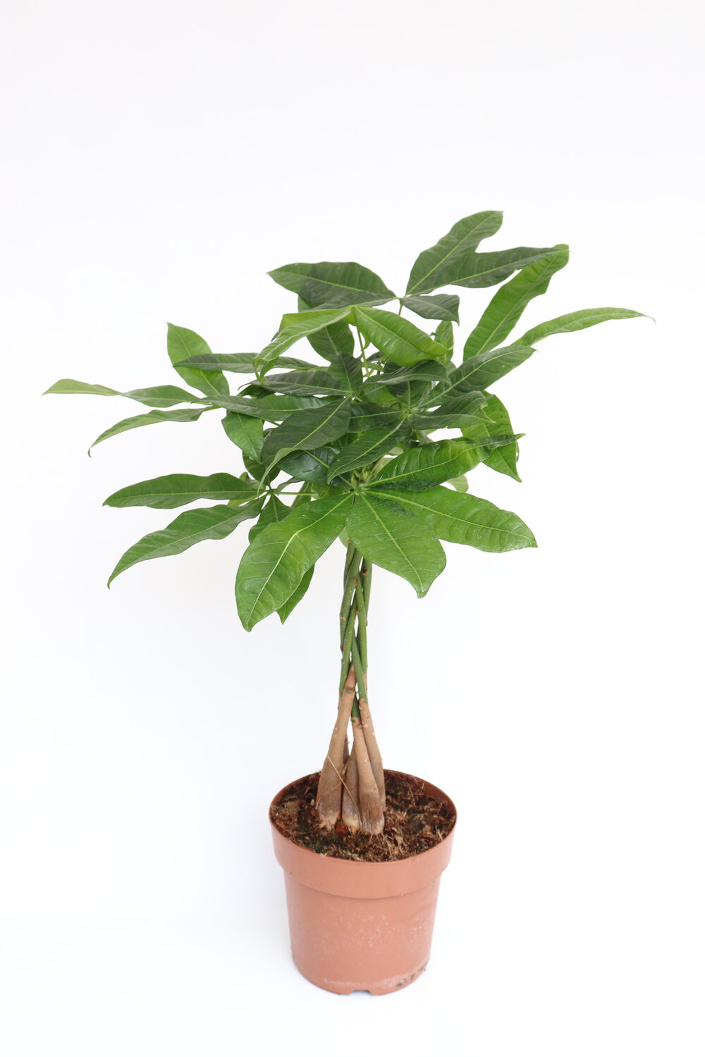 pachira_aquatica-v17-planthiza