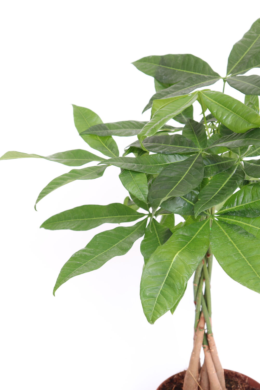 Pachira aquatica