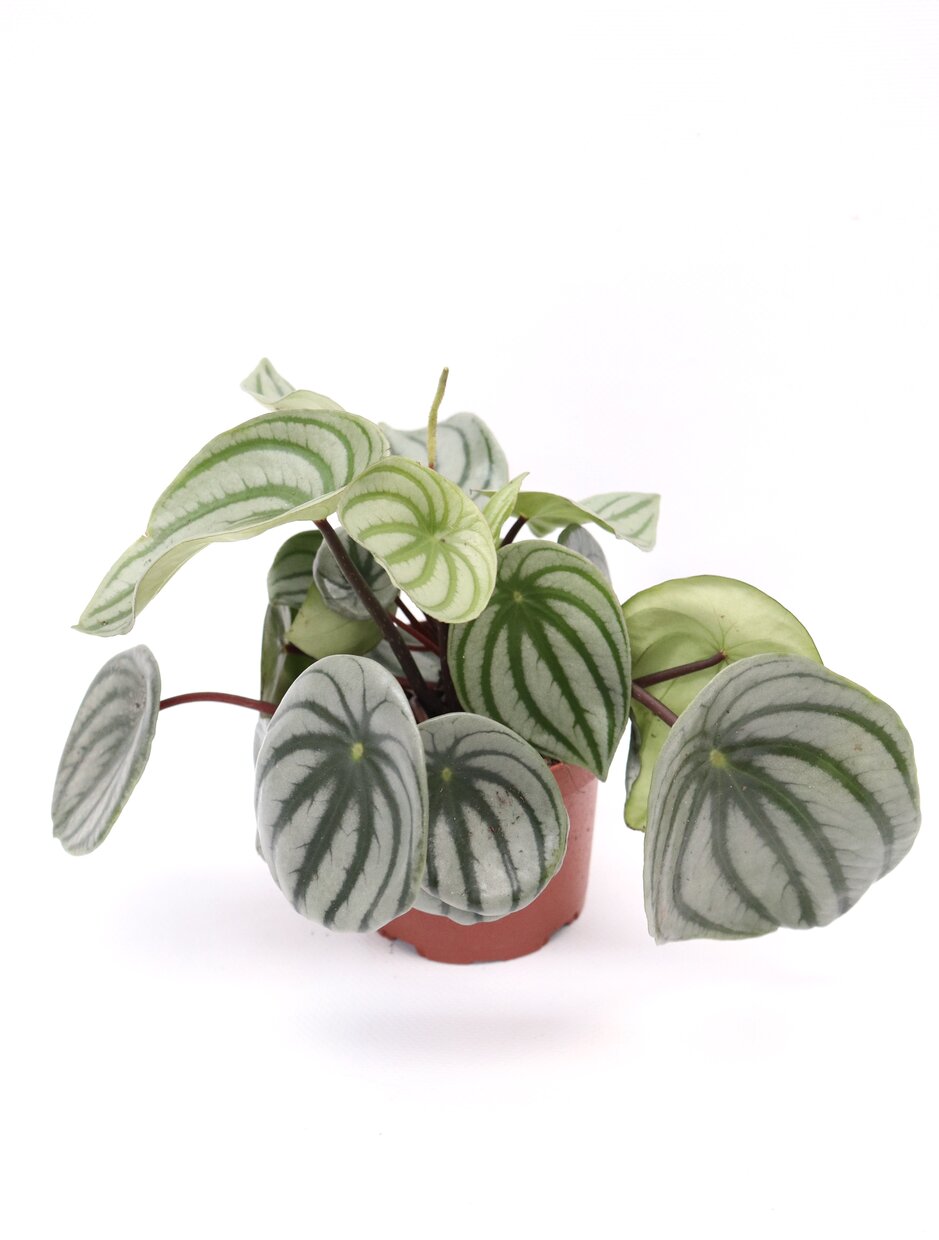 Peperomia argyreia - Image 2