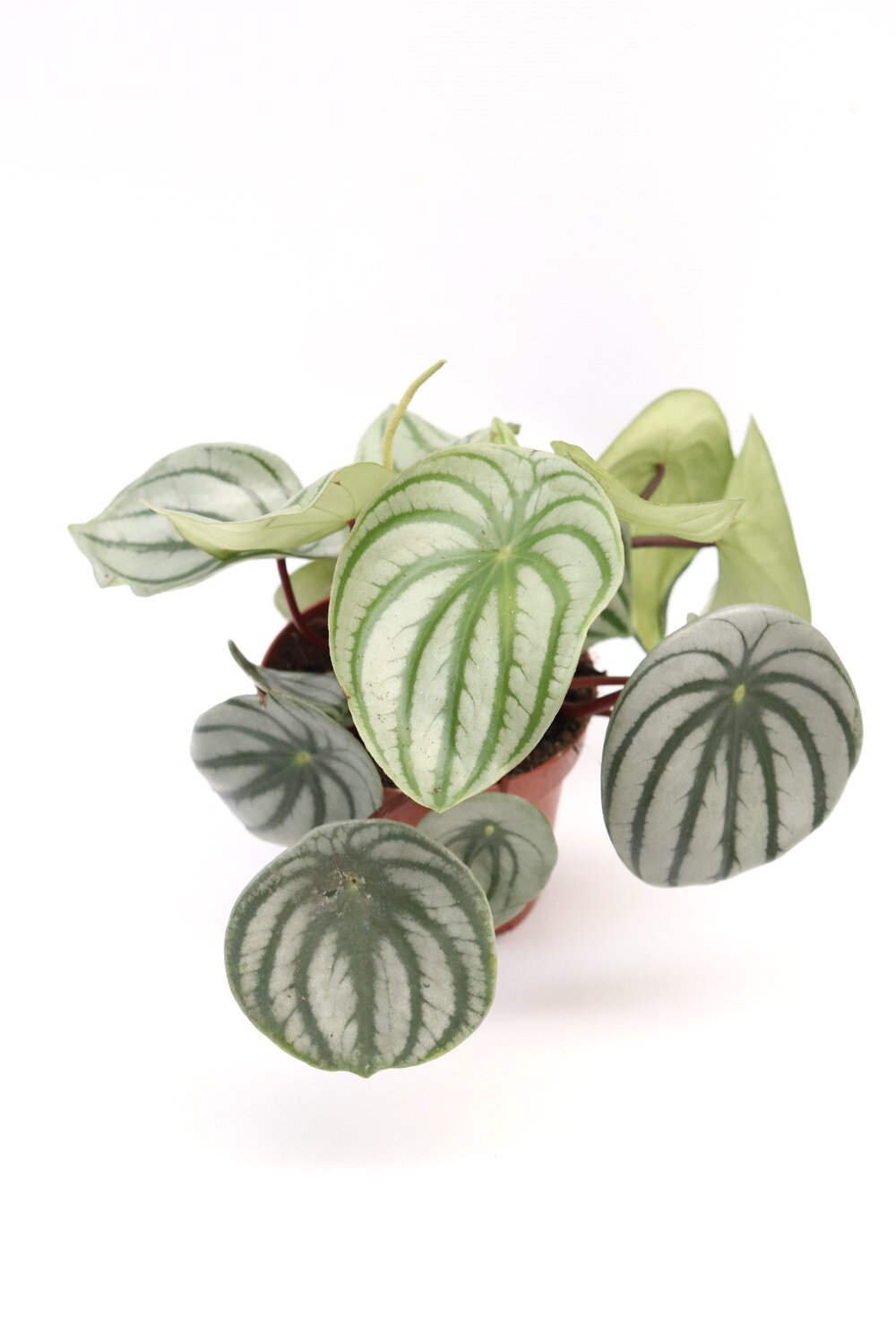 Peperomia argyreia - Image 3