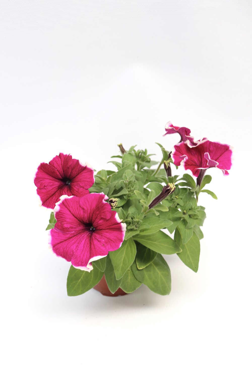 petunia-v12-fuschia-