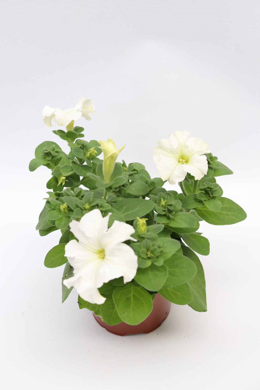 Petúnia - Image 6
