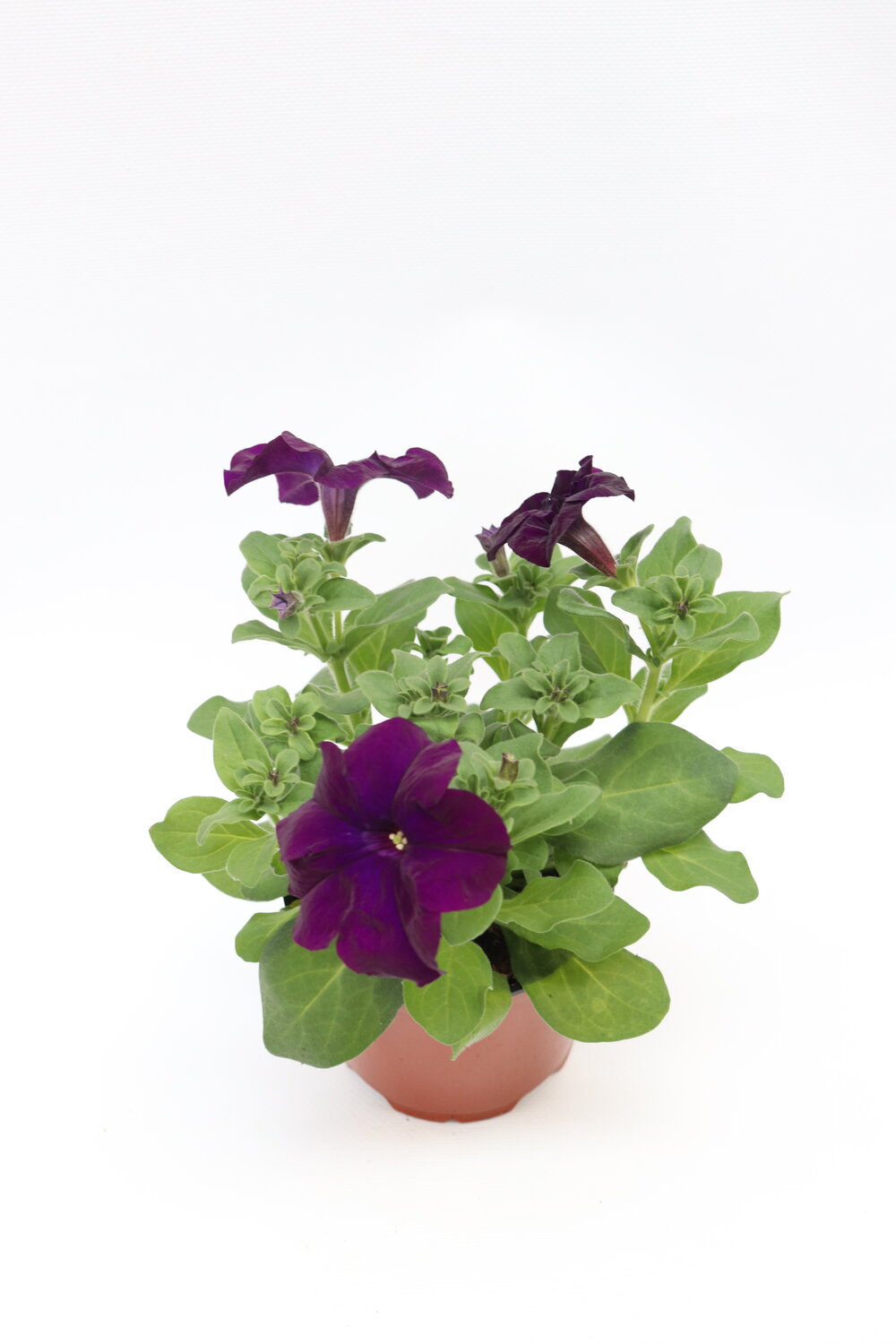 Petúnia - Image 7