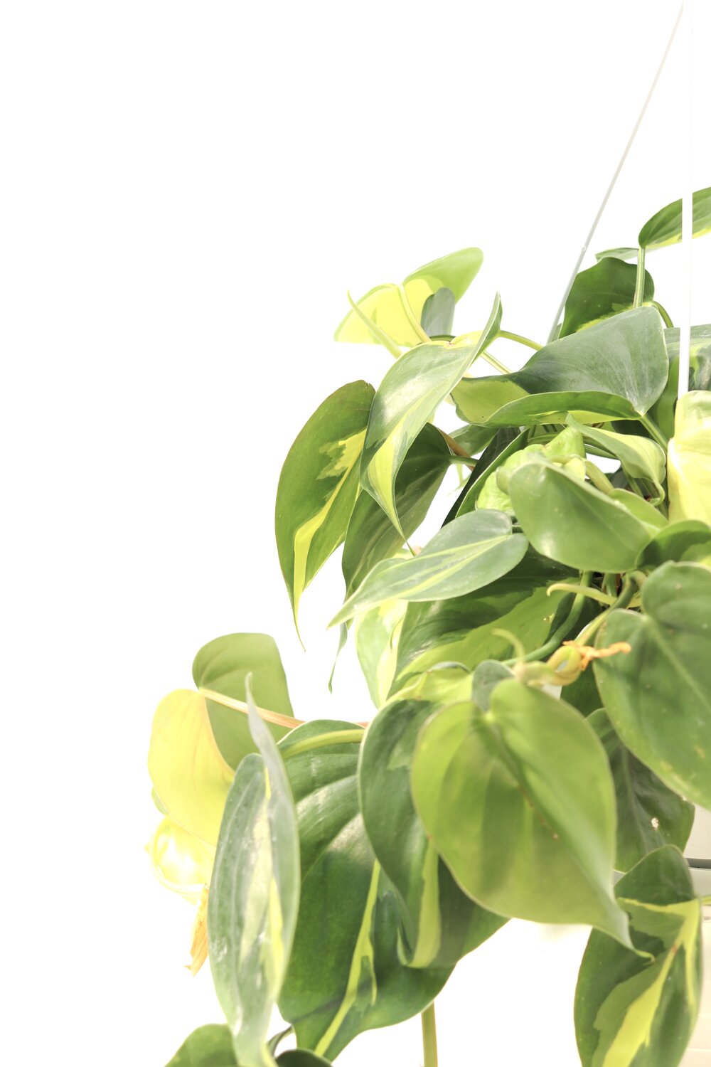 Philodendron scandens 'Brasil' - Image 5