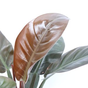 Philodendron imperial red