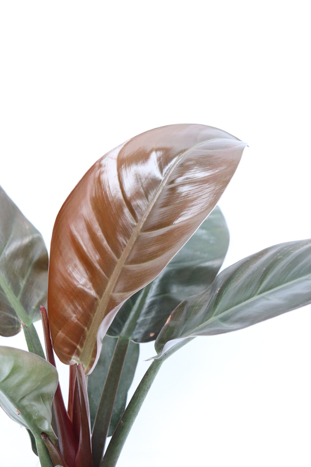 Philodendron imperial red