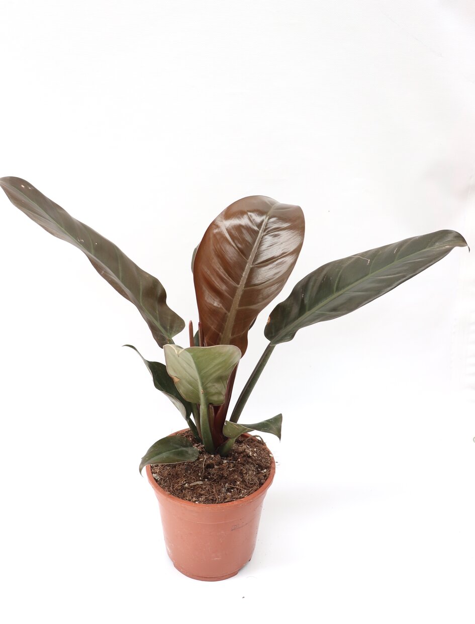 Philodendron imperial red - Image 4