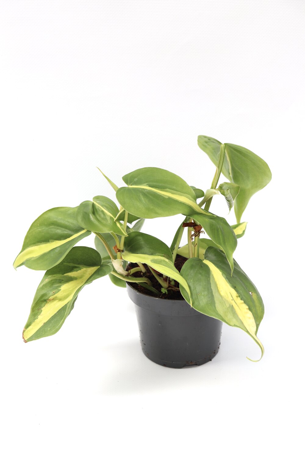 Philodendron scandens 'Brasil' - Image 4