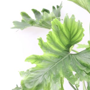 Philodendron bipinnatifidum 'Xanadu'