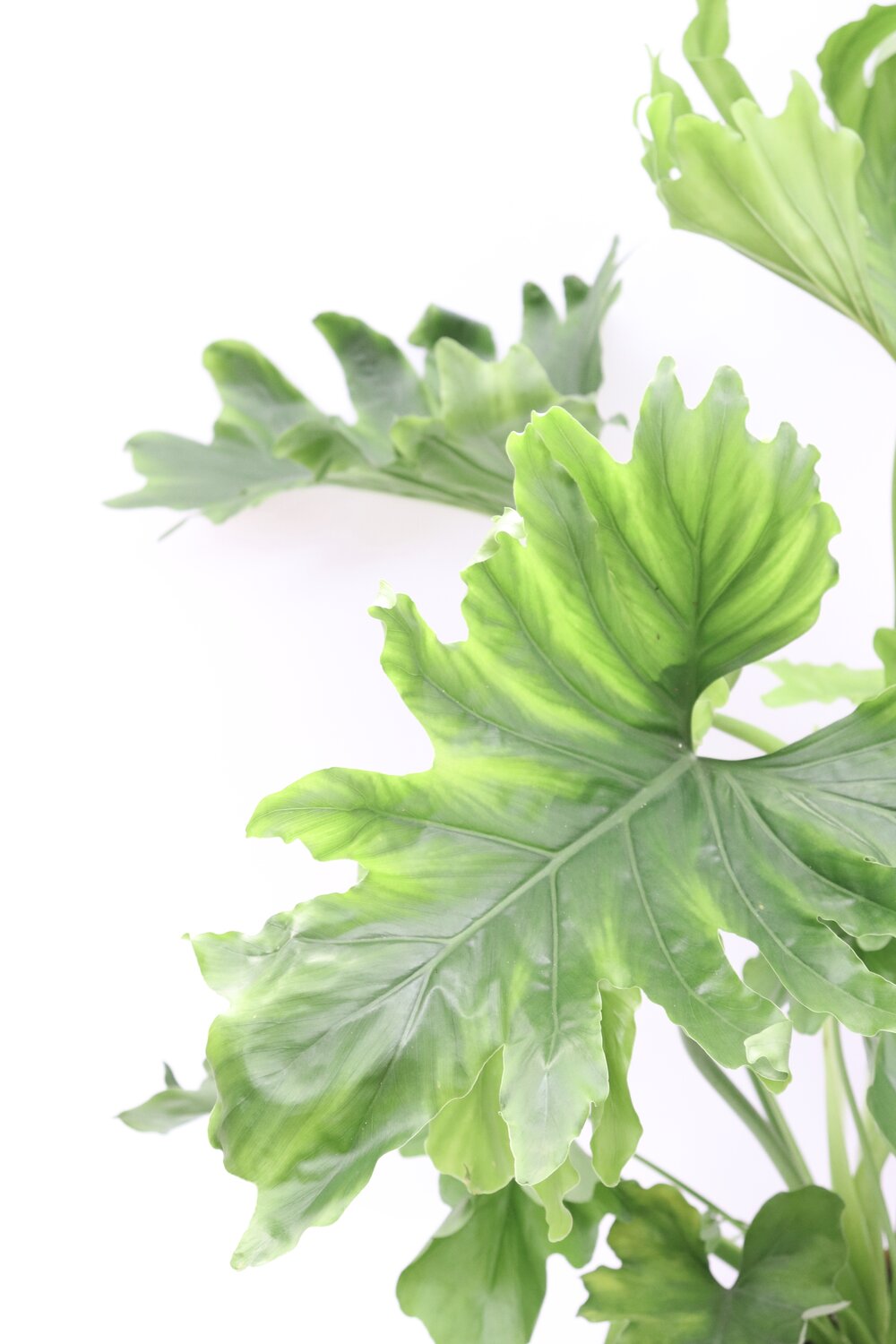 Philodendron bipinnatifidum 'Xanadu'