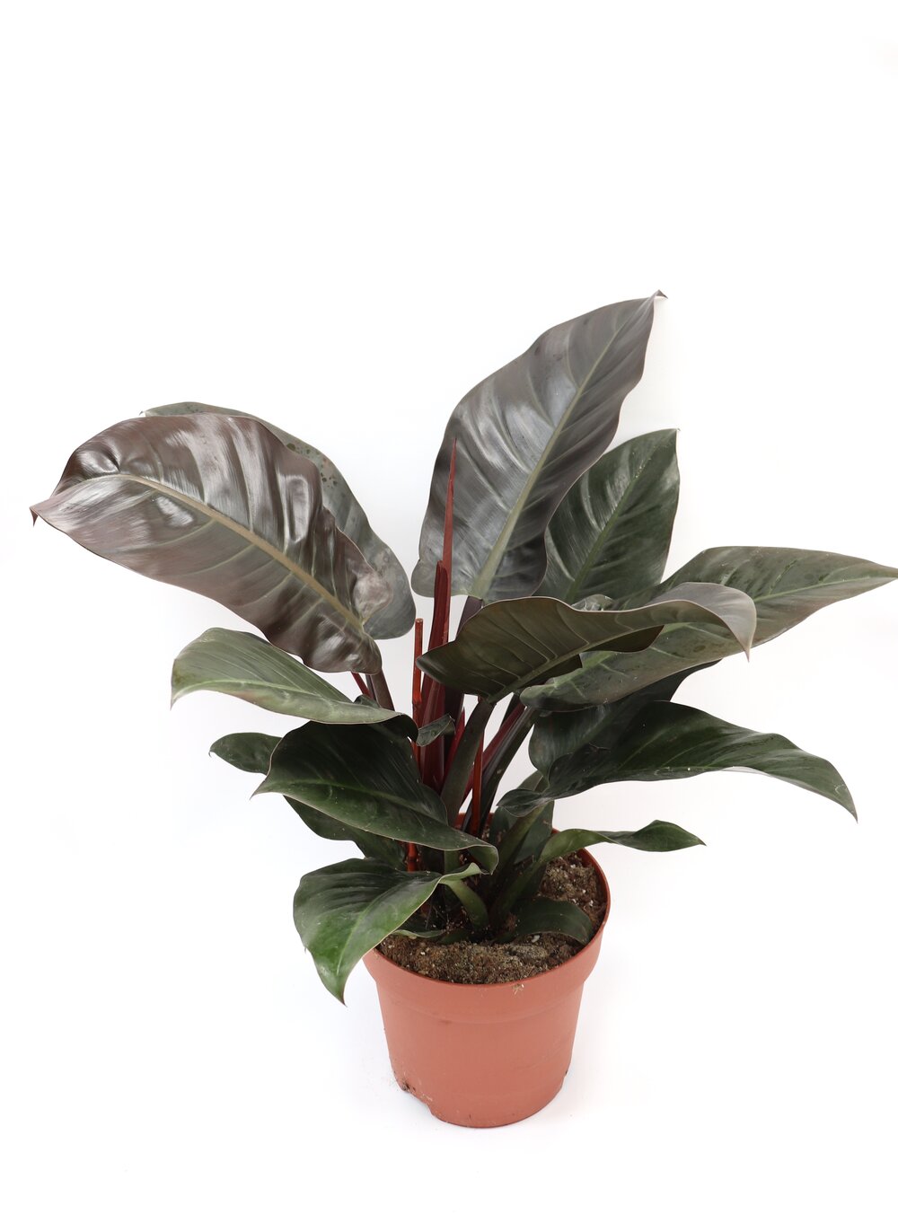 Philodendron imperial red - Image 5