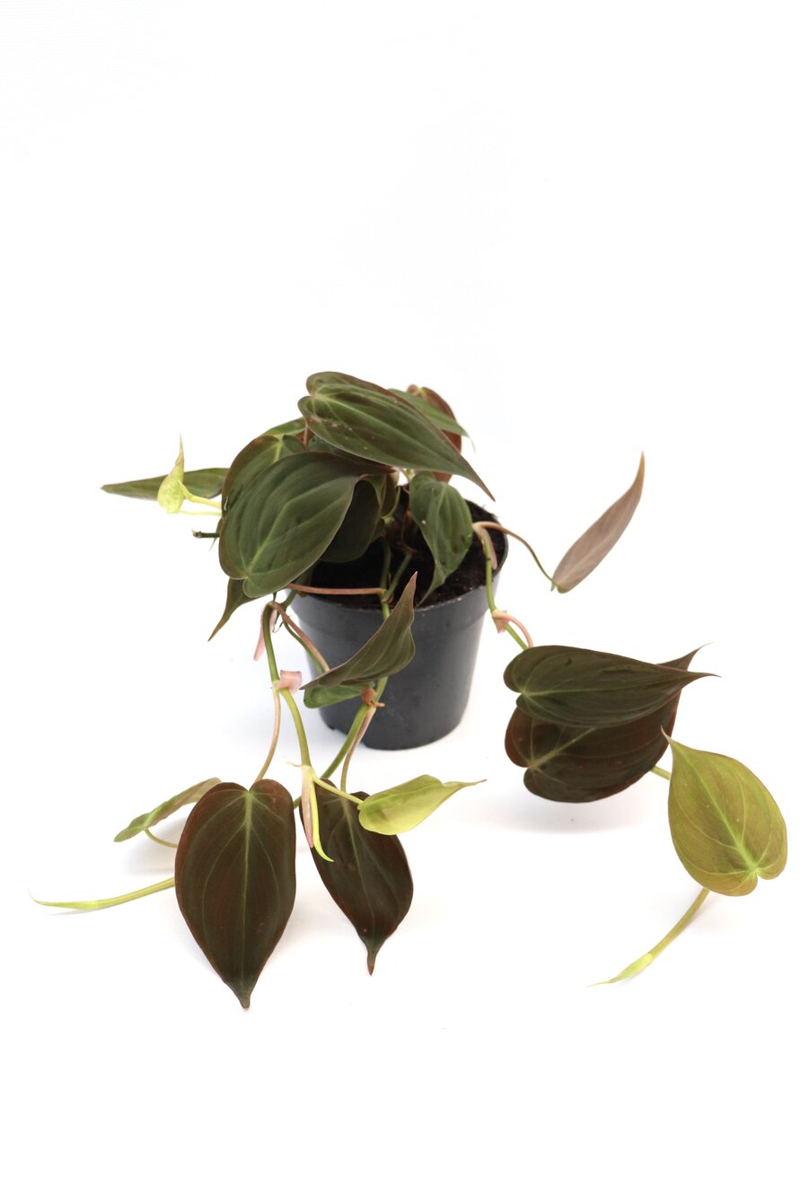 Philodendron micans - Image 2