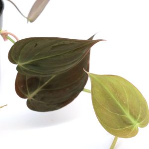 Philodendron micans