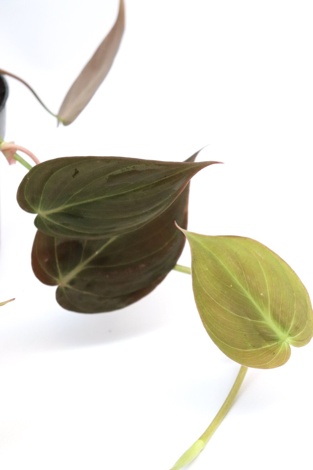 Philodendron micans