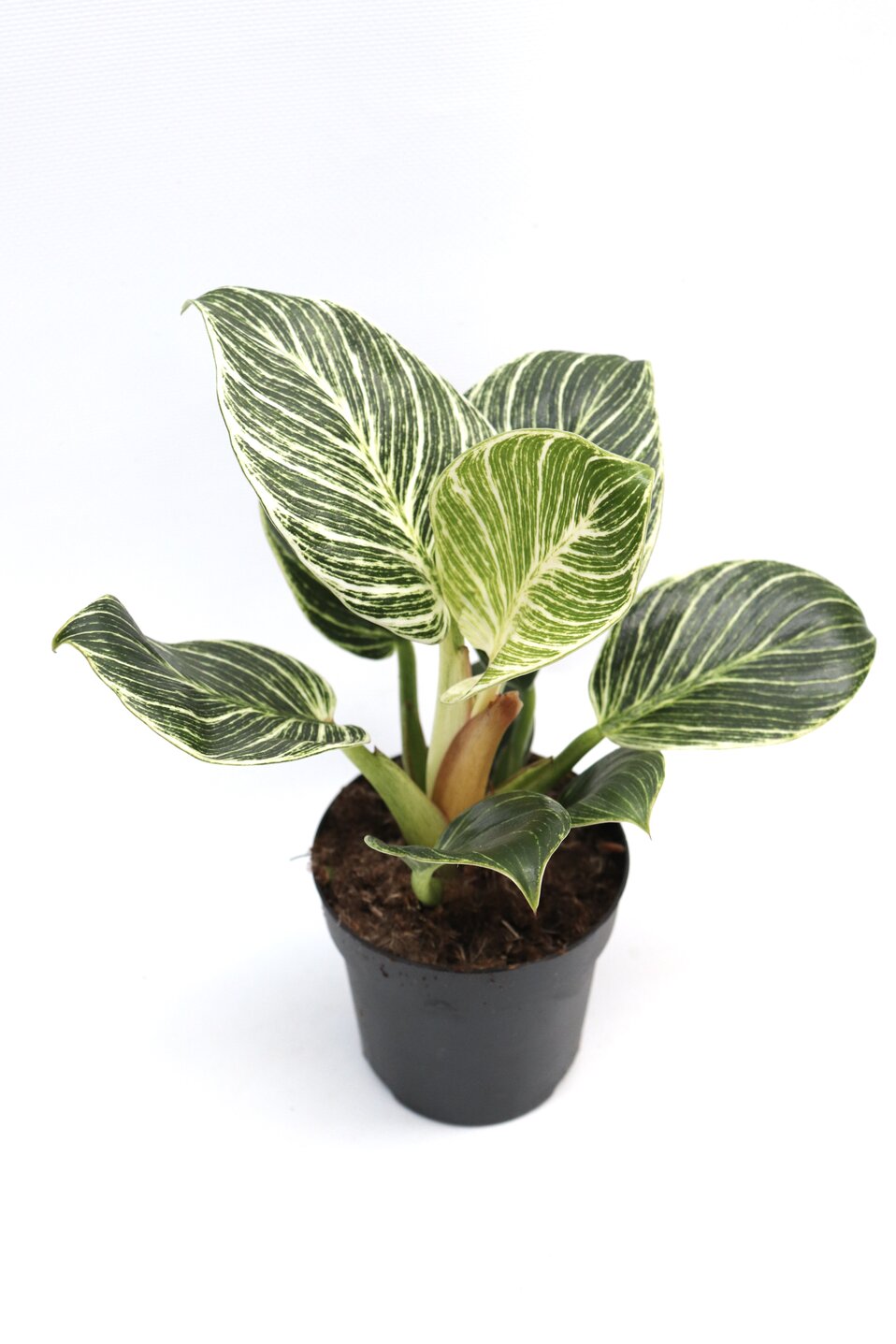 Philodendron birkin 'White measure' - Image 3