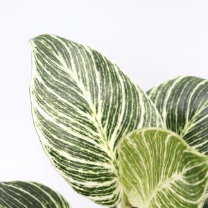 Philodendron birkin 'White measure'