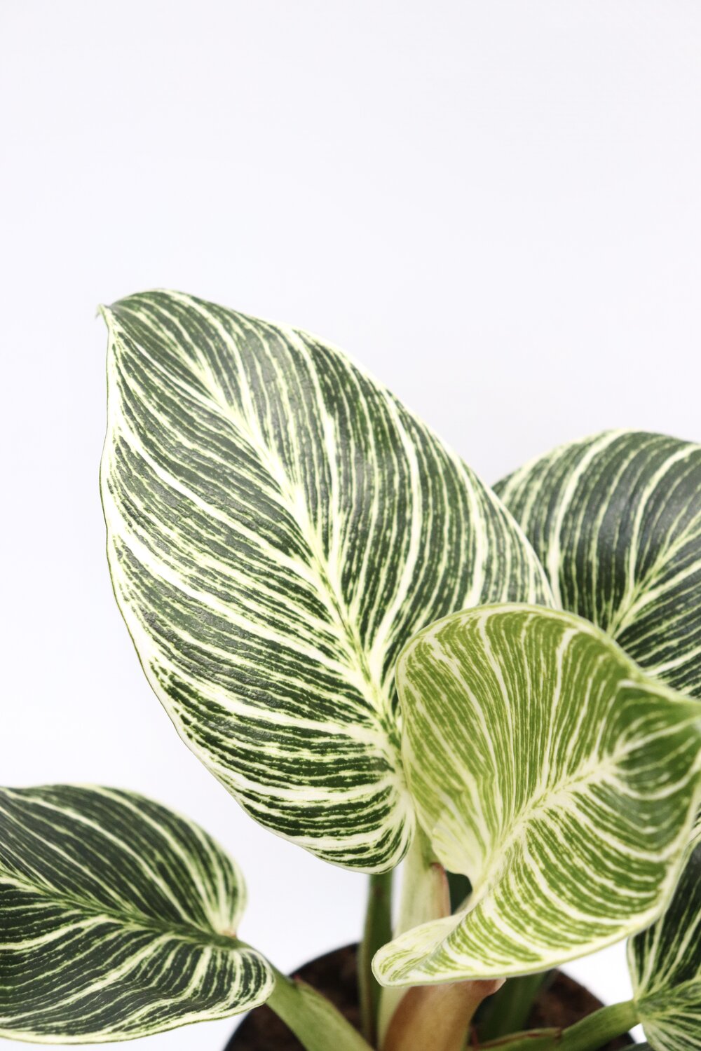 Philodendron birkin 'White measure'