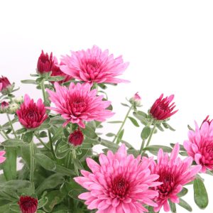 Plantas da época