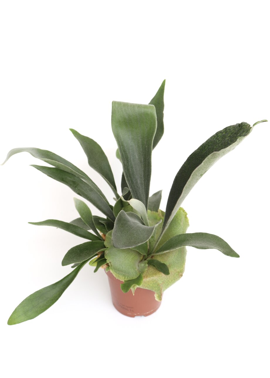 Platycerium bifurcatum - Image 2