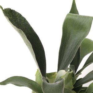 Platycerium bifurcatum