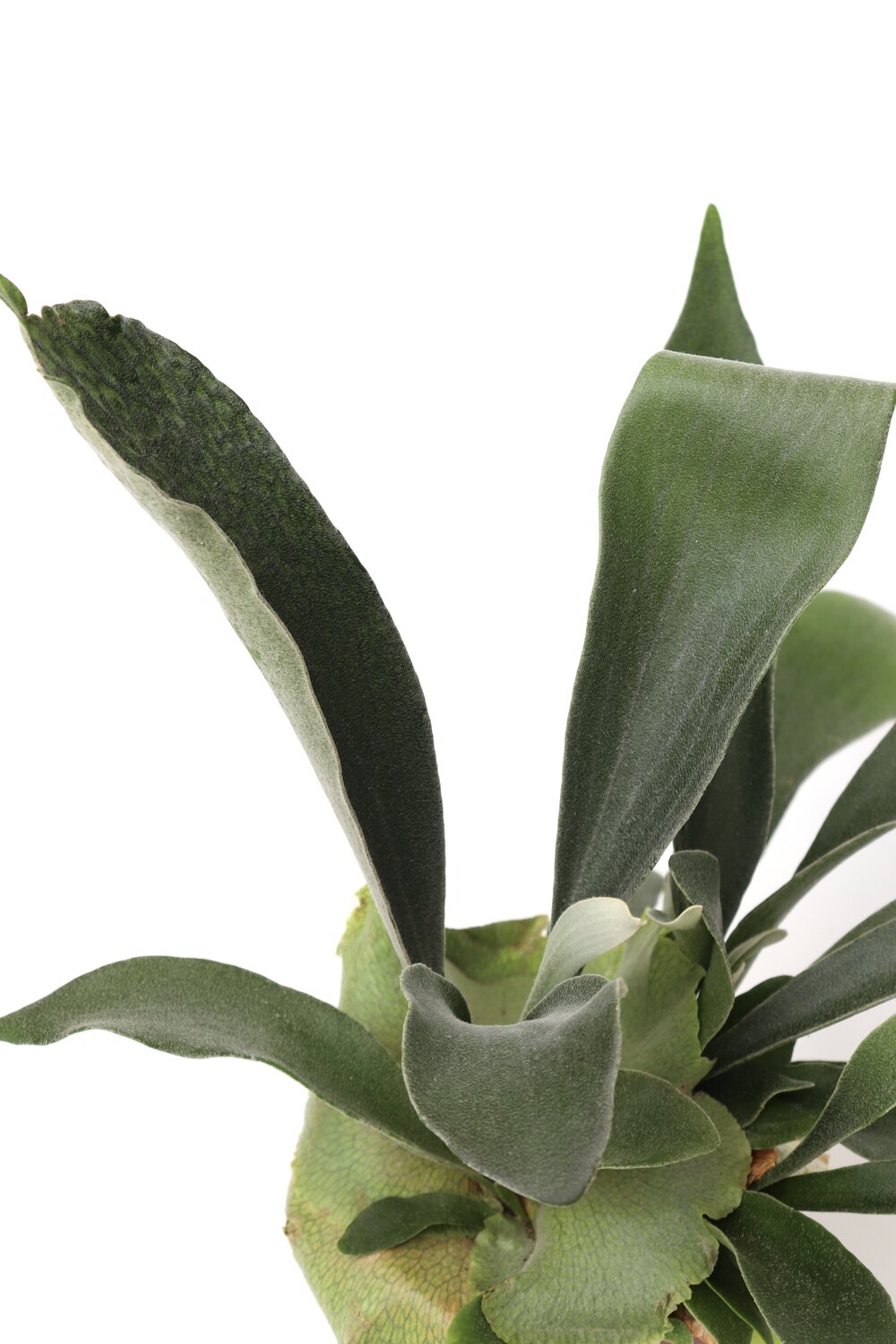 Platycerium bifurcatum