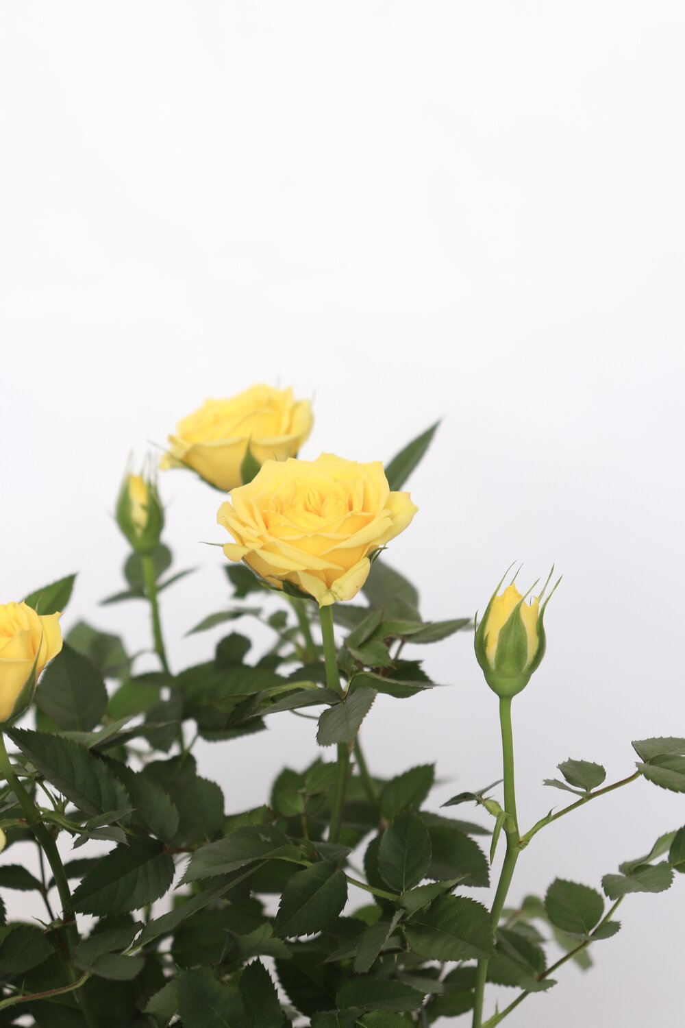 Rosa - Image 4