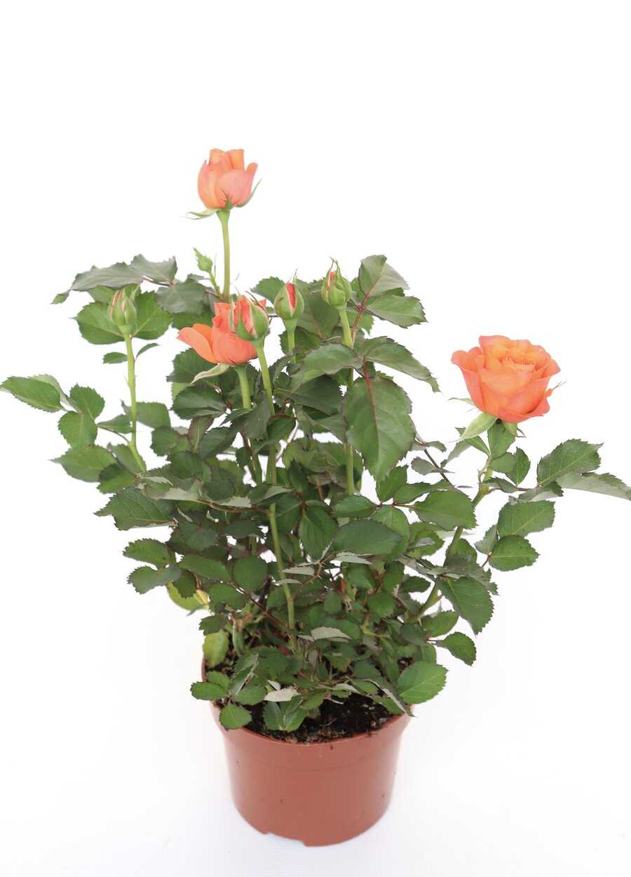 Rosa - Image 7