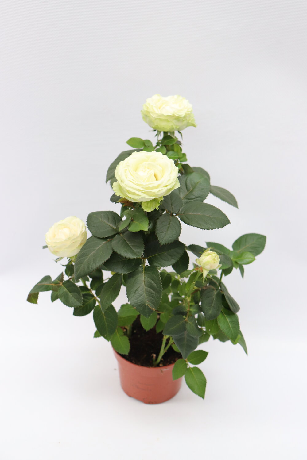 Rosa - Image 3