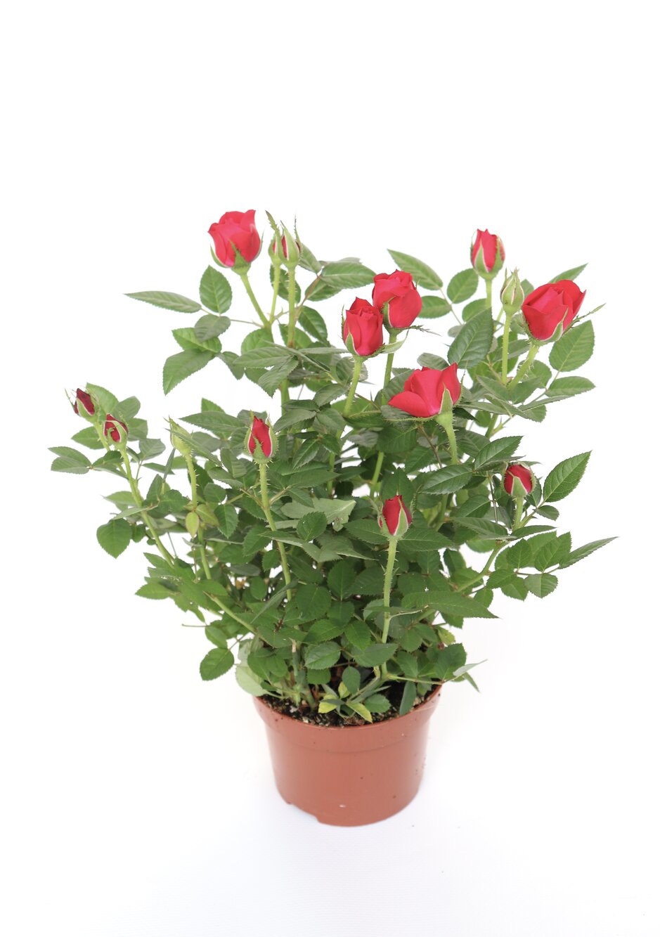 Rosa - Image 2