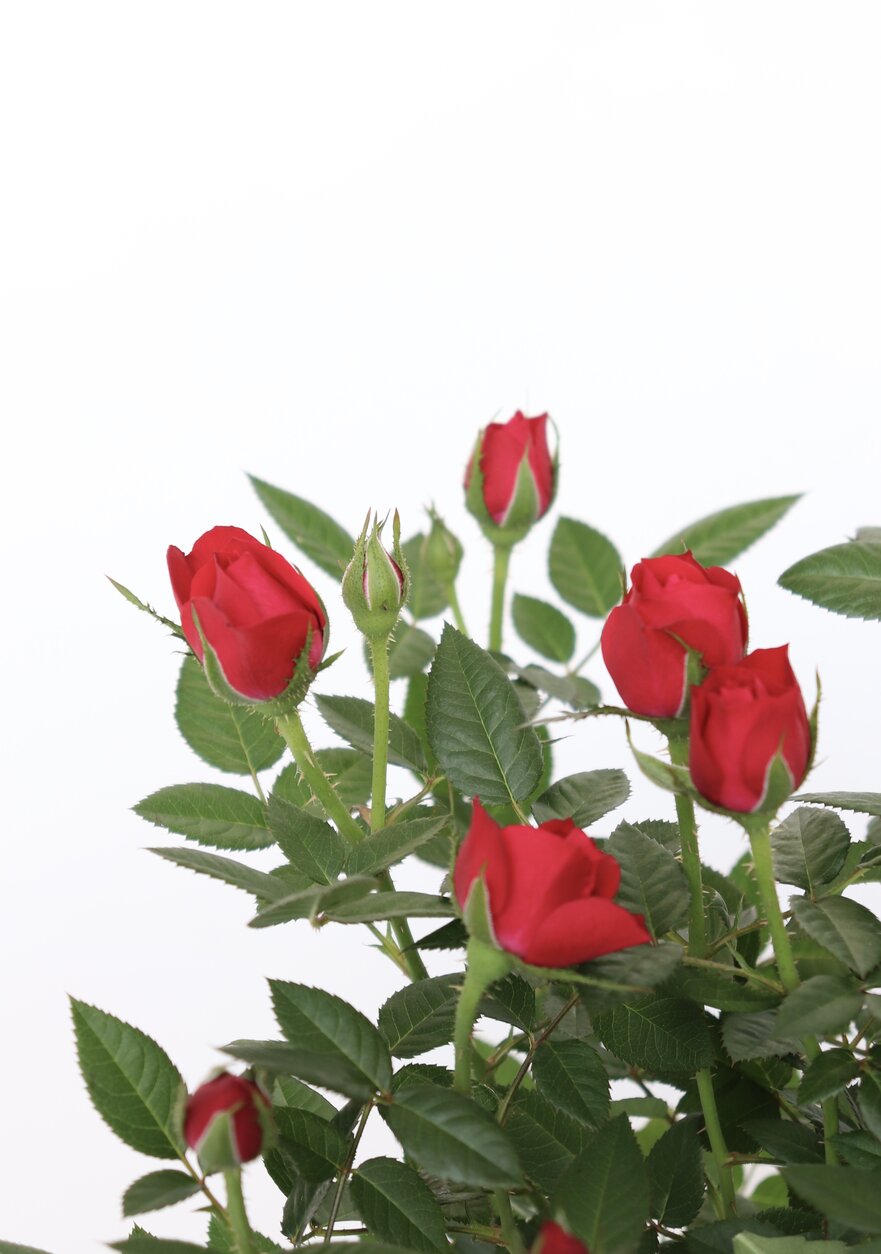 Rosa