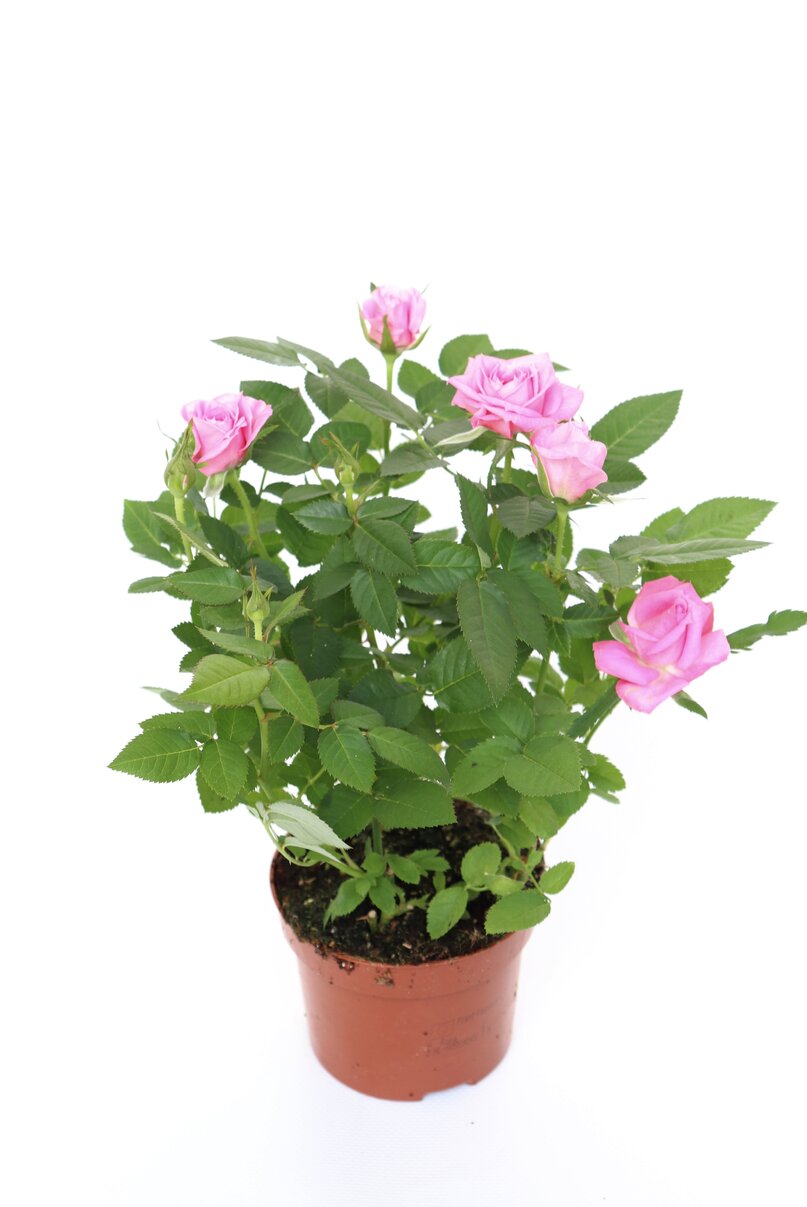 Rosa - Image 9