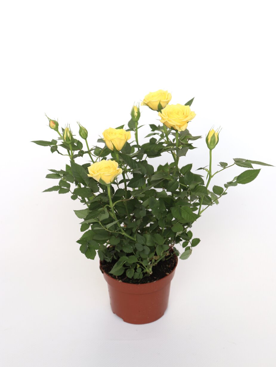 Rosa - Image 5