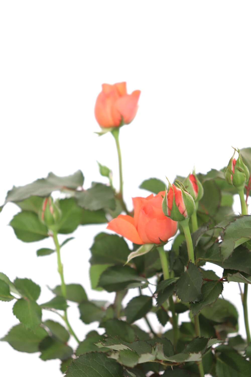 Rosa - Image 6