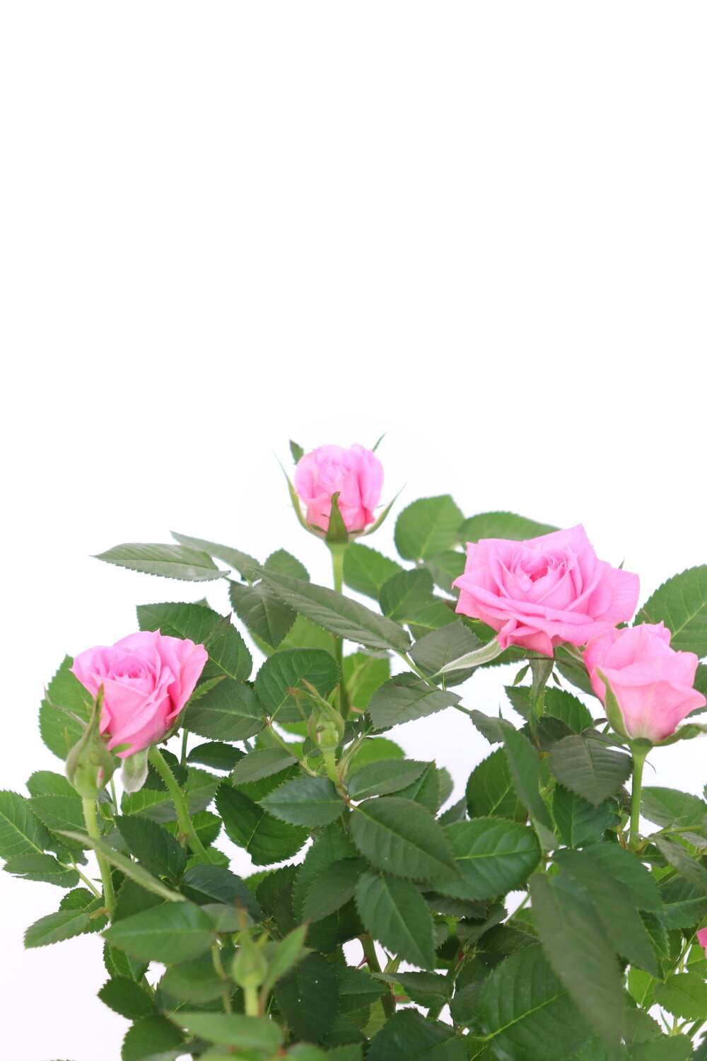 Rosa - Image 8