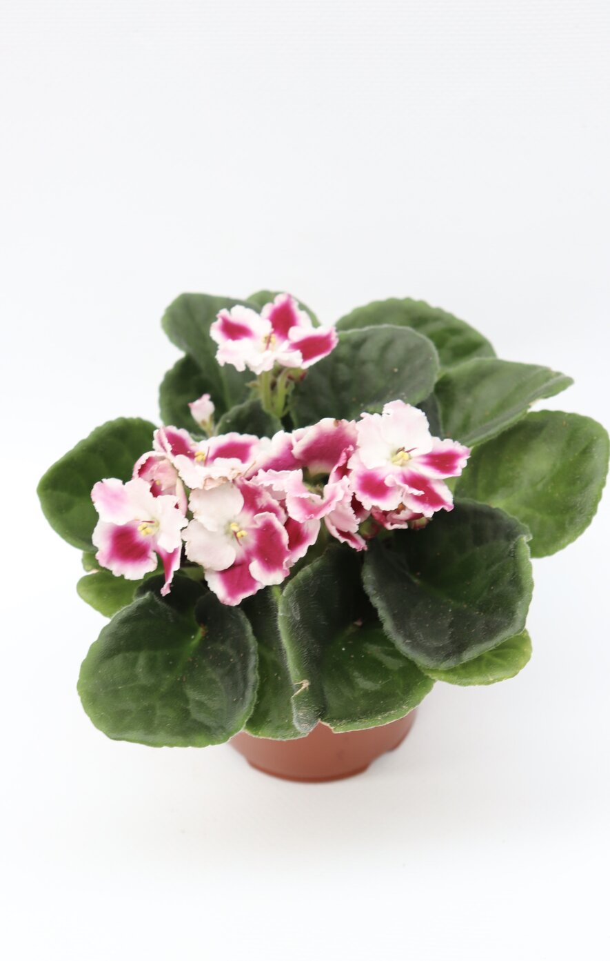 Violeta - Image 9