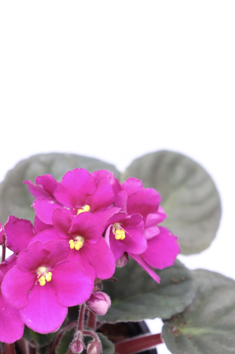 Violeta - Image 10