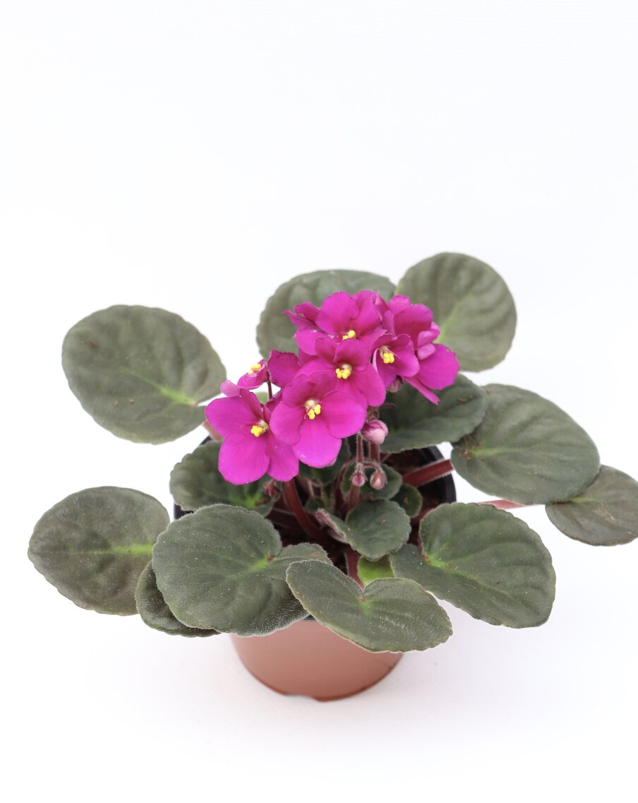 Violeta - Image 11