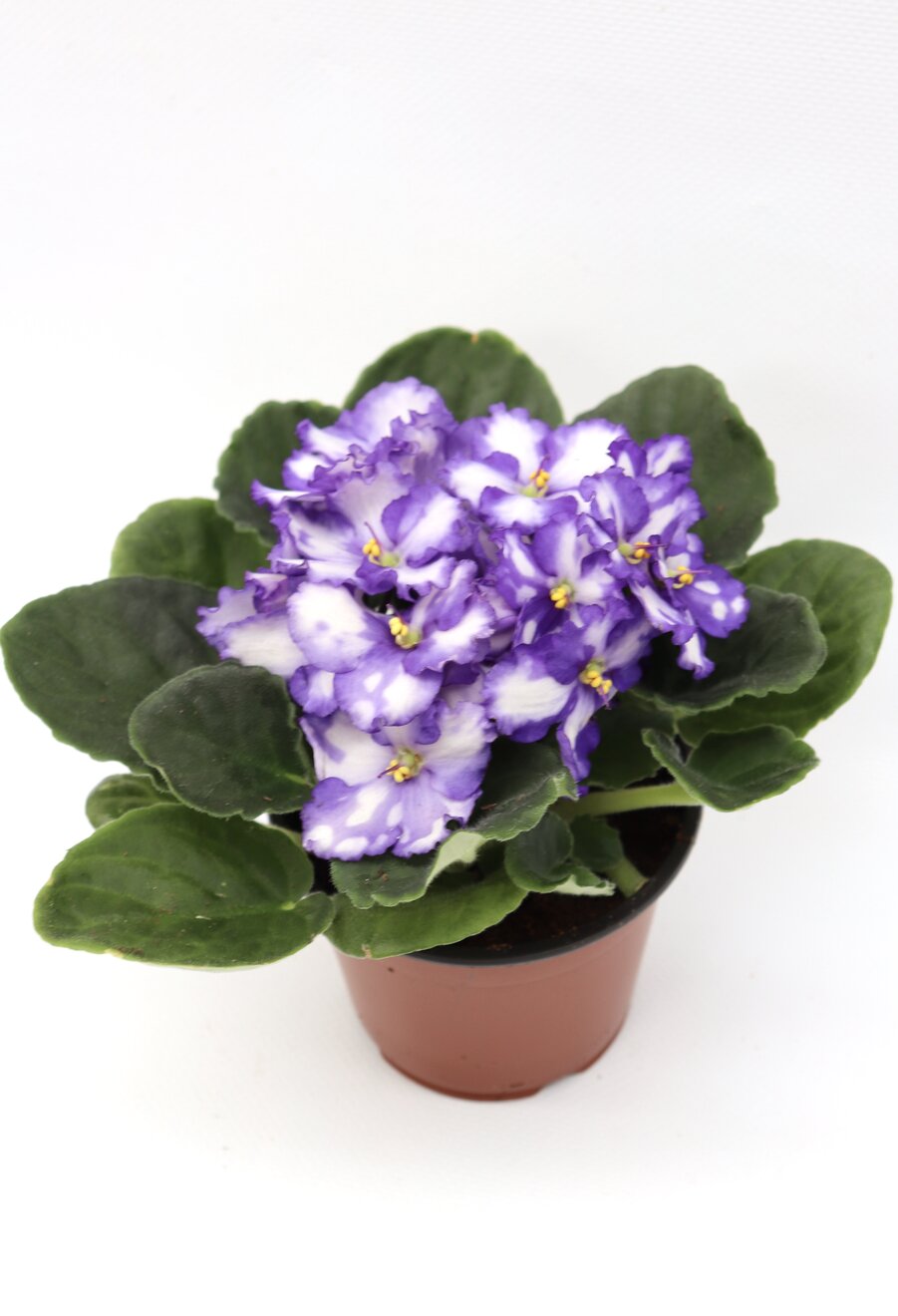 Violeta - Image 5