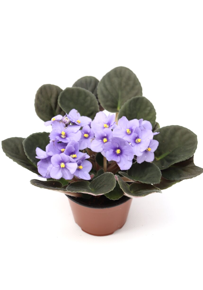 Violeta - Image 7