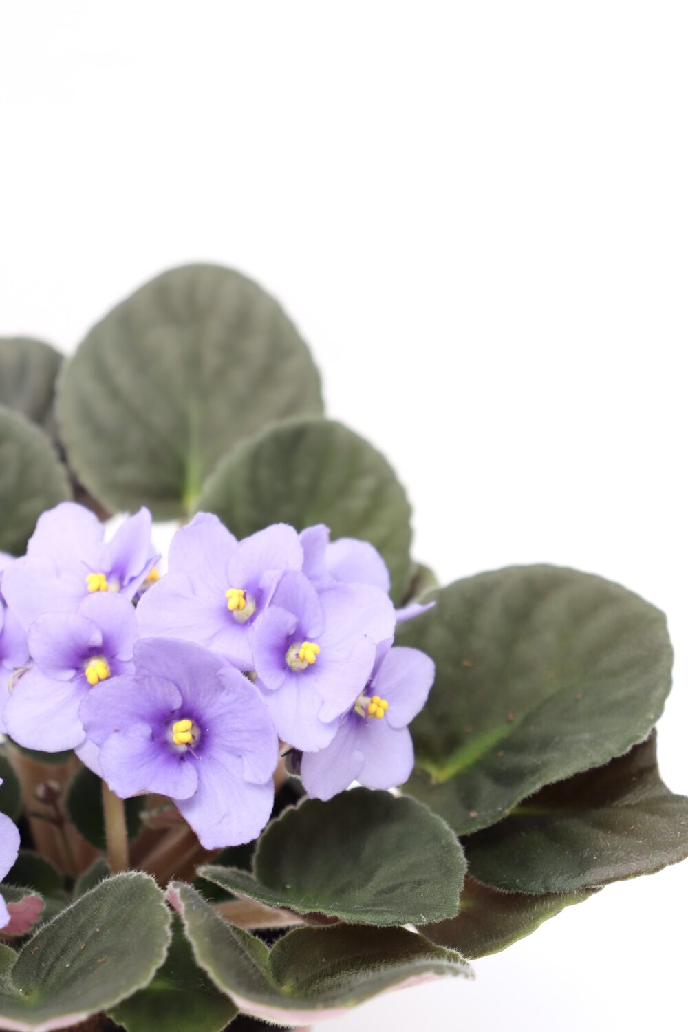 Violeta - Image 6