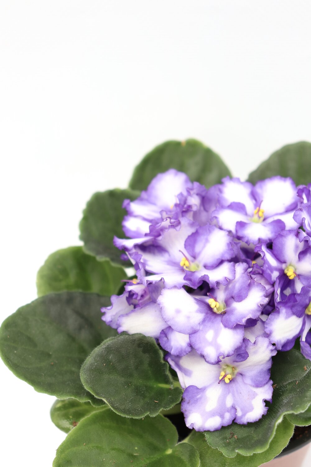 Violeta - Image 4