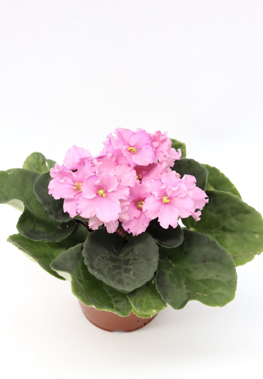Violeta - Image 13