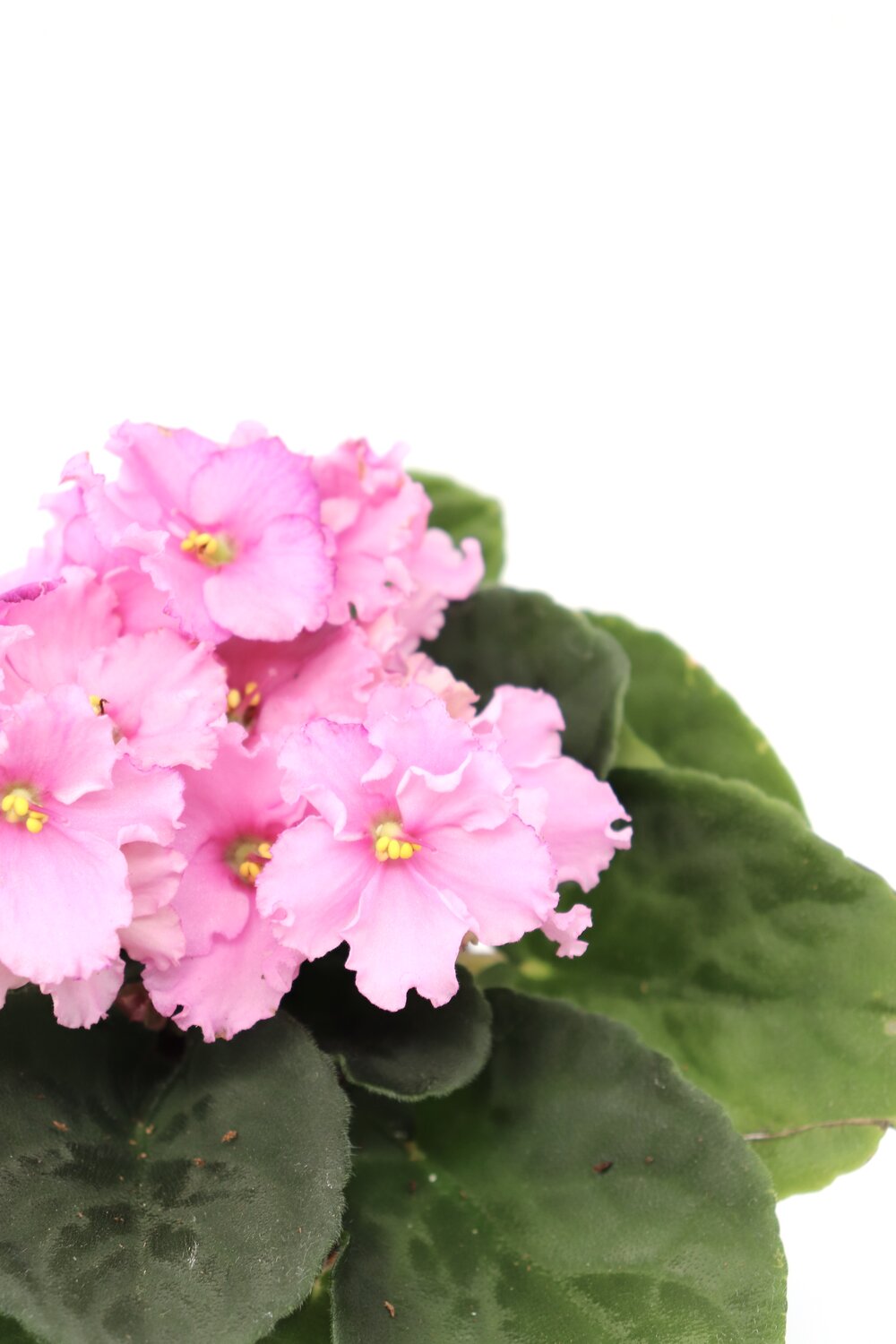 Violeta - Image 12