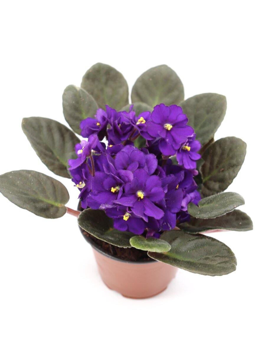 Violeta - Image 3