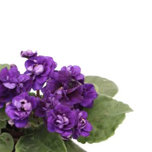 Violeta